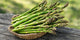 Shatavar (Asparagus Racemosus)